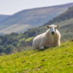 Mouton broutant l’herbe dans un jardin, symbole de tonte naturelle